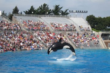 善待动物组织抗议卢达克里斯在海洋世界的表演